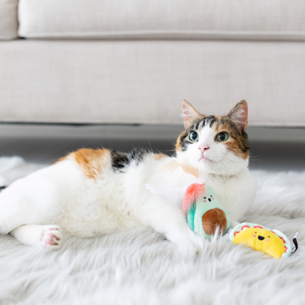 Taco Cat Toys (Set of 2) Online