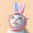 Bunny Cat Hat Supply