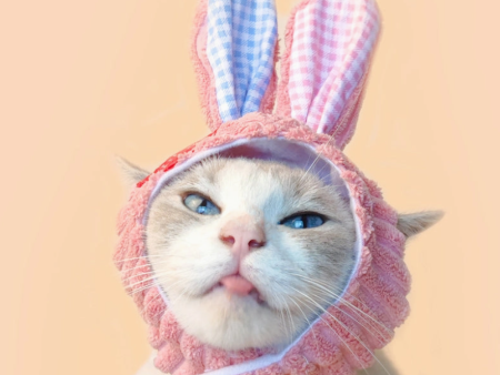 Bunny Cat Hat Supply