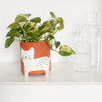 Happy Cat Flower Pot on Sale