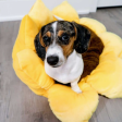 Sunflower Pet Bed Sale