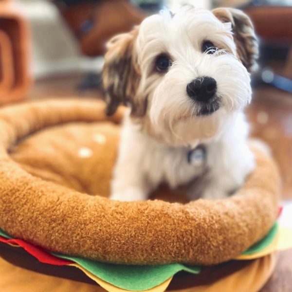 Burger Pet Bed Online Sale